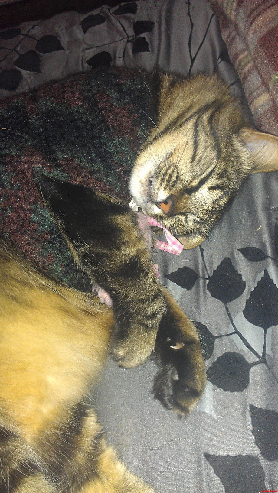 He Likes to Cuddle His Mouse After Attacking It