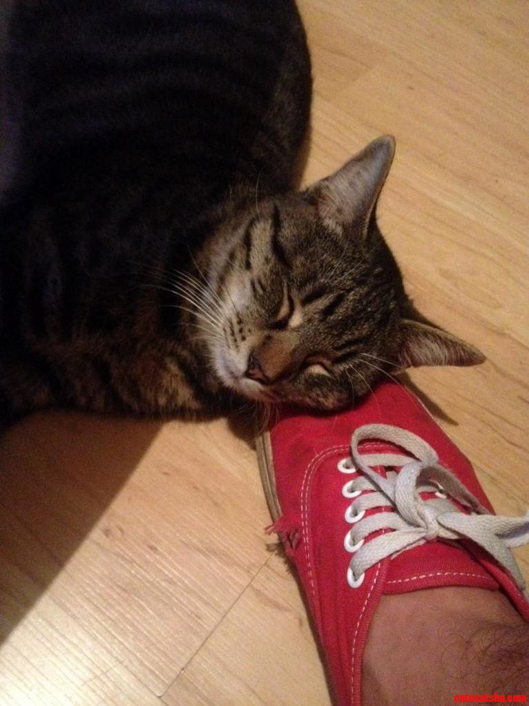 He Likes to Keep My Toes Warm