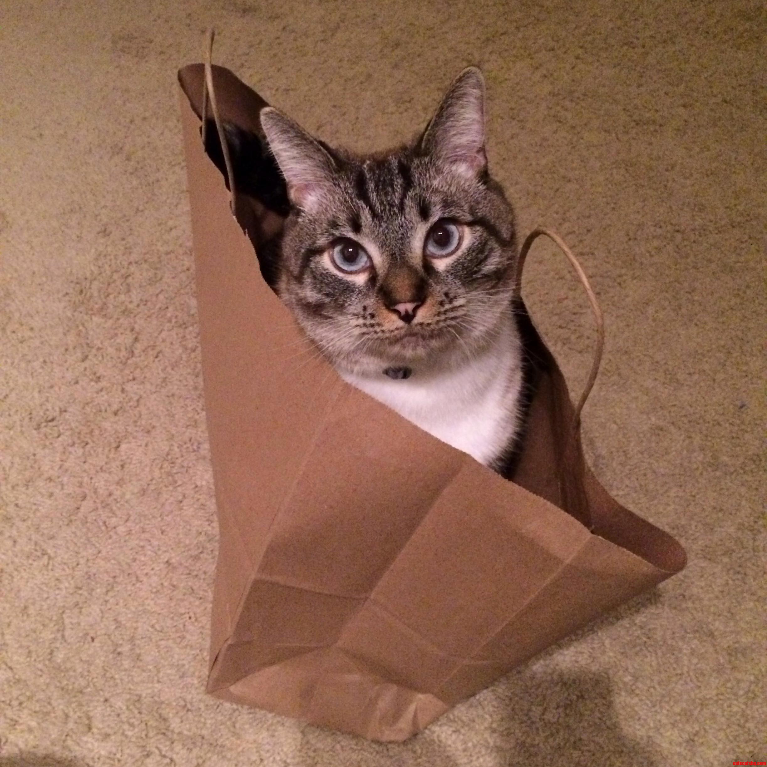 He Likes to Pose Prior to Destruction.