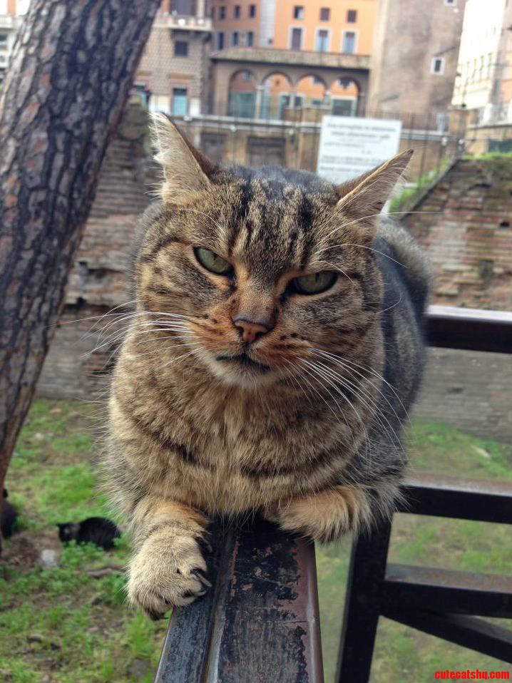 He Looks Like His Name Would Be Brutus