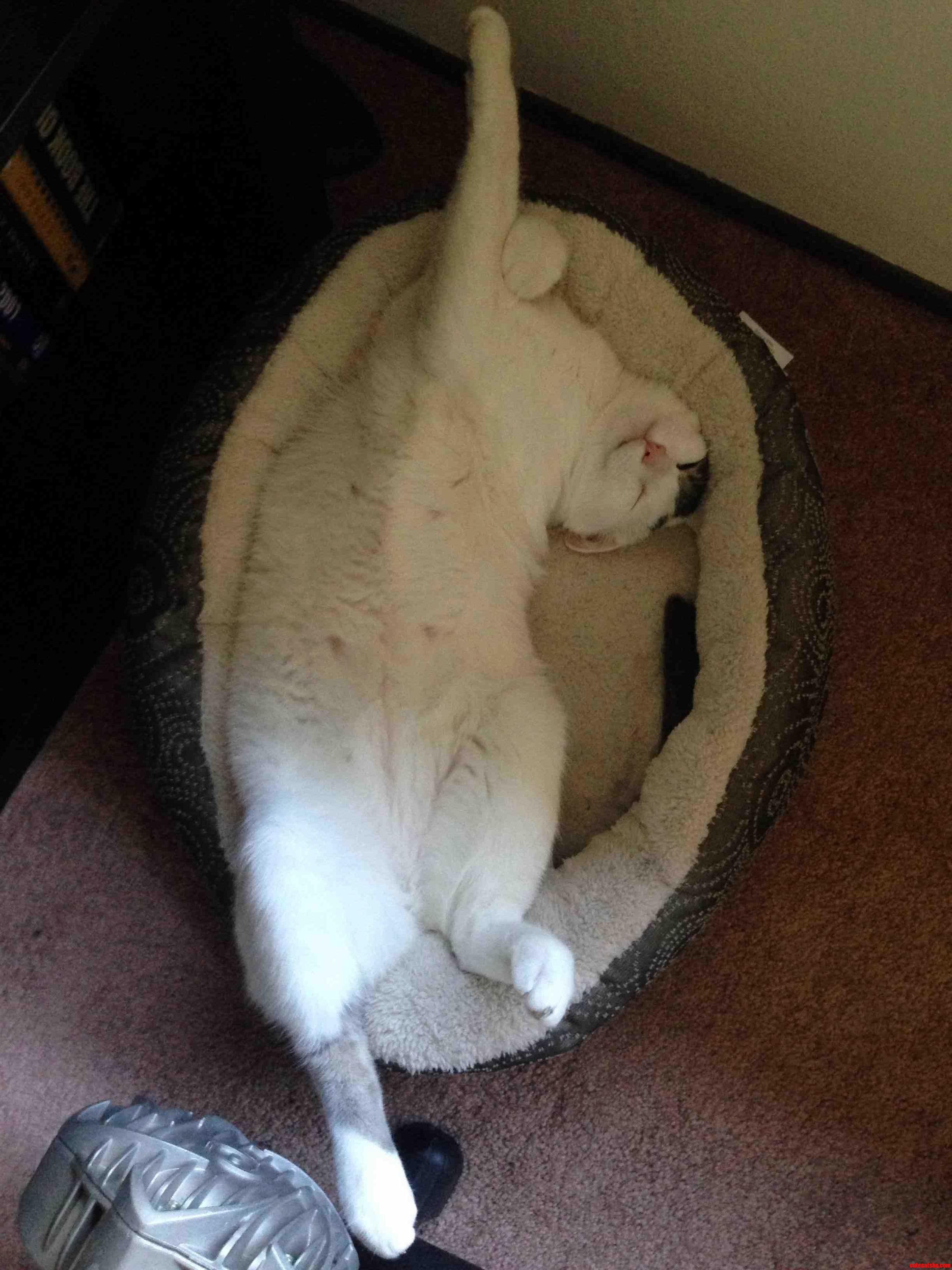He Never Slept in His Bed. Then I Put Catnip in It.
