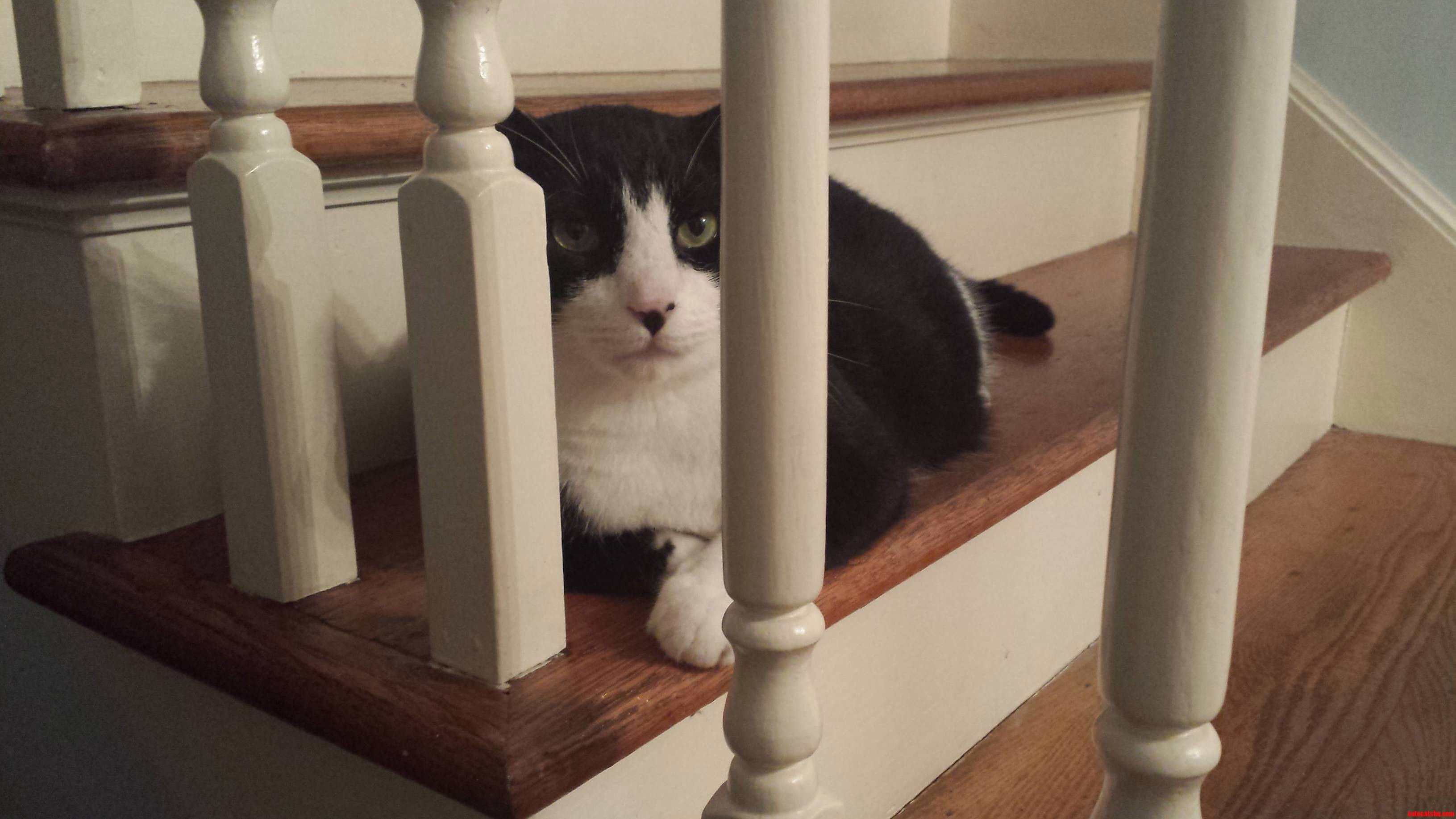 He Sits and Waits for the Perfect Moment to Attack an Unsuspecting Passerby.