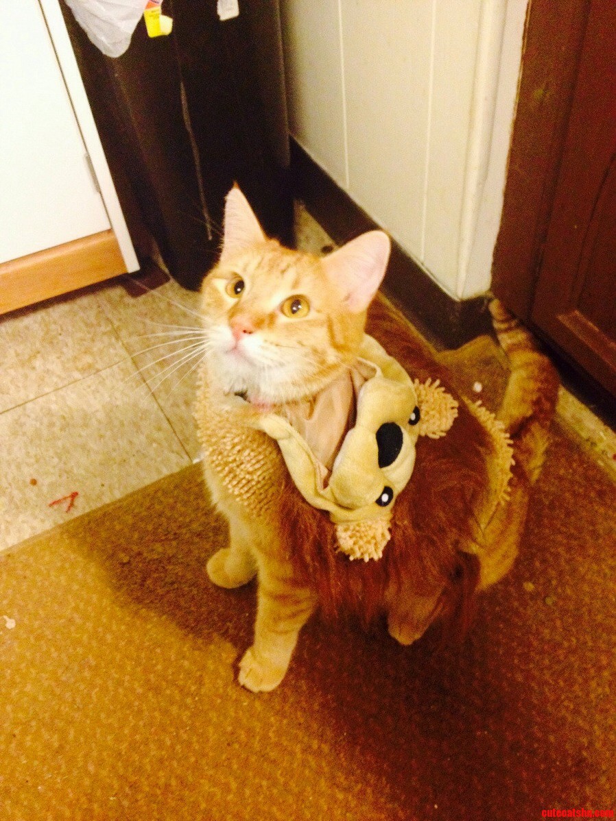 He Takes Being a Lion Very Seriously