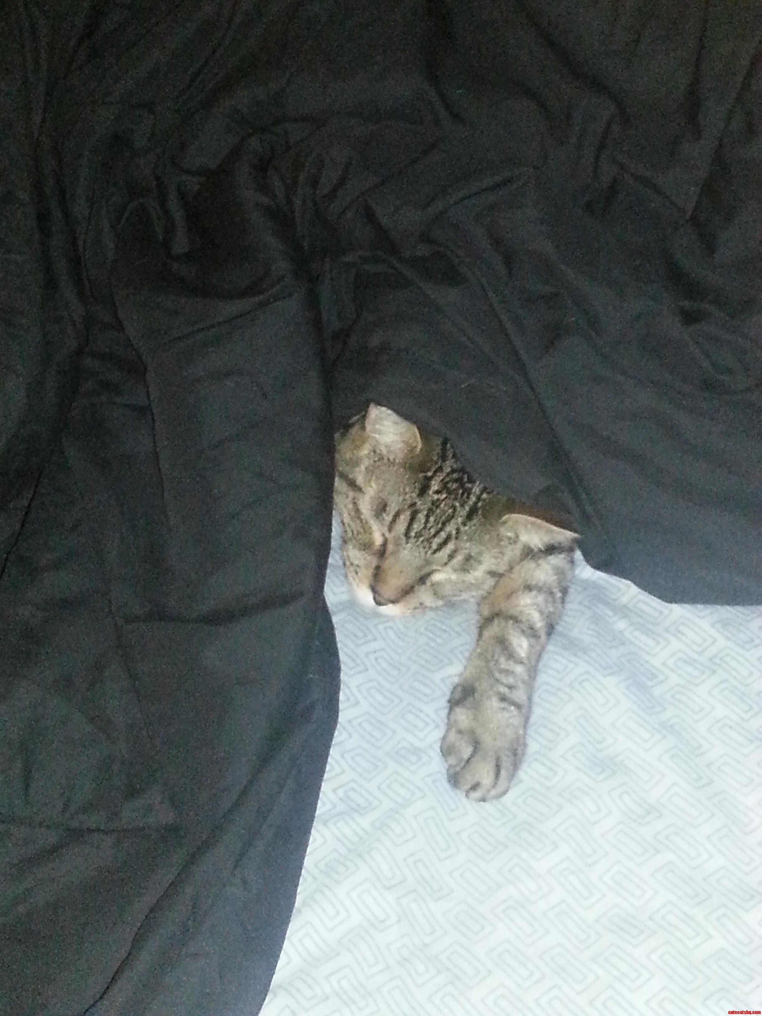 He Thinks No One Can See Him. My Big Scardey Cat Gizmo.