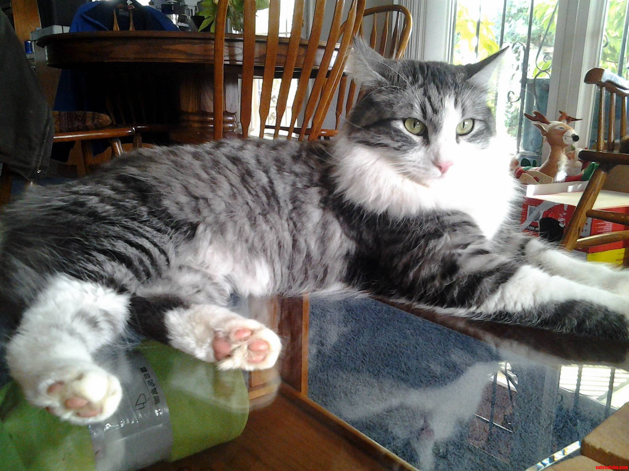 He Tries to Look Manly but Hes Just My Floofy-poof.