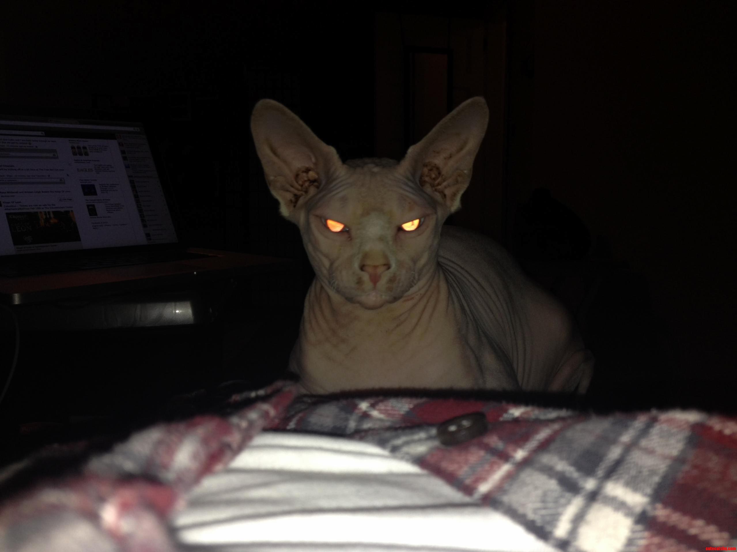 Hello Rcats. Meet Luicifer