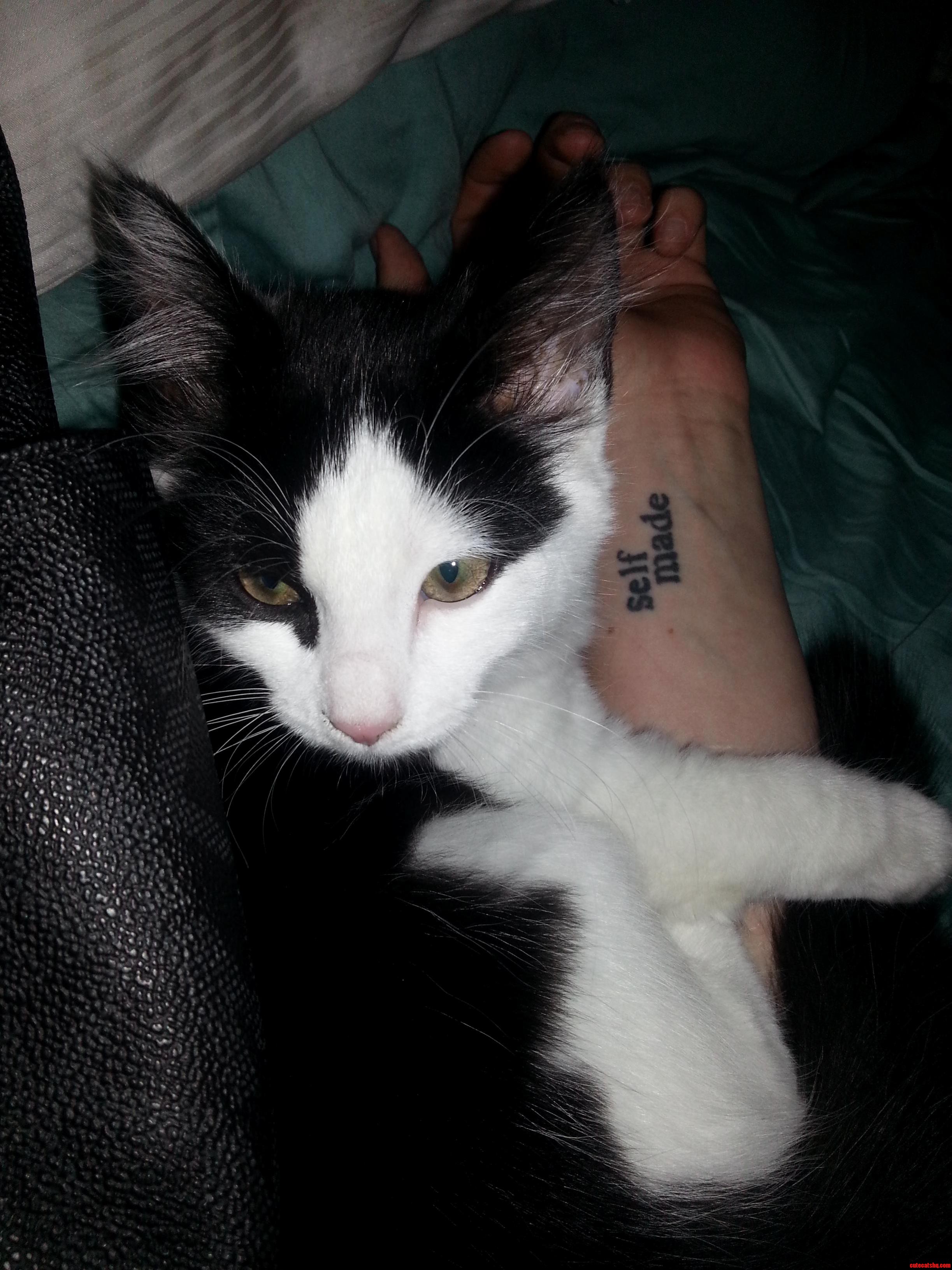 Help Me Name My Kitten