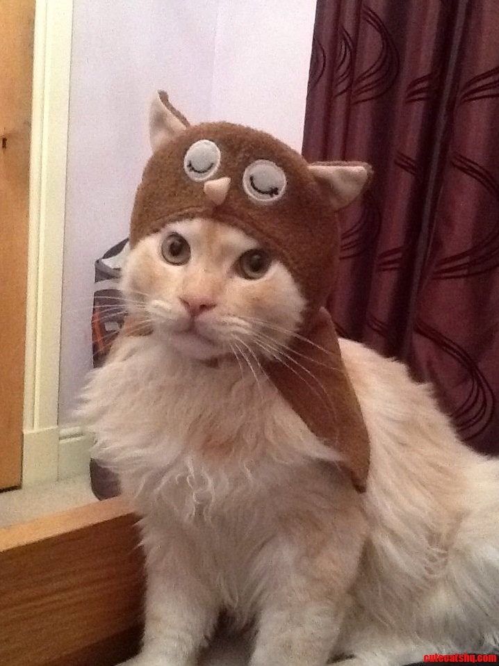 Henri Is Ready for Halloween.