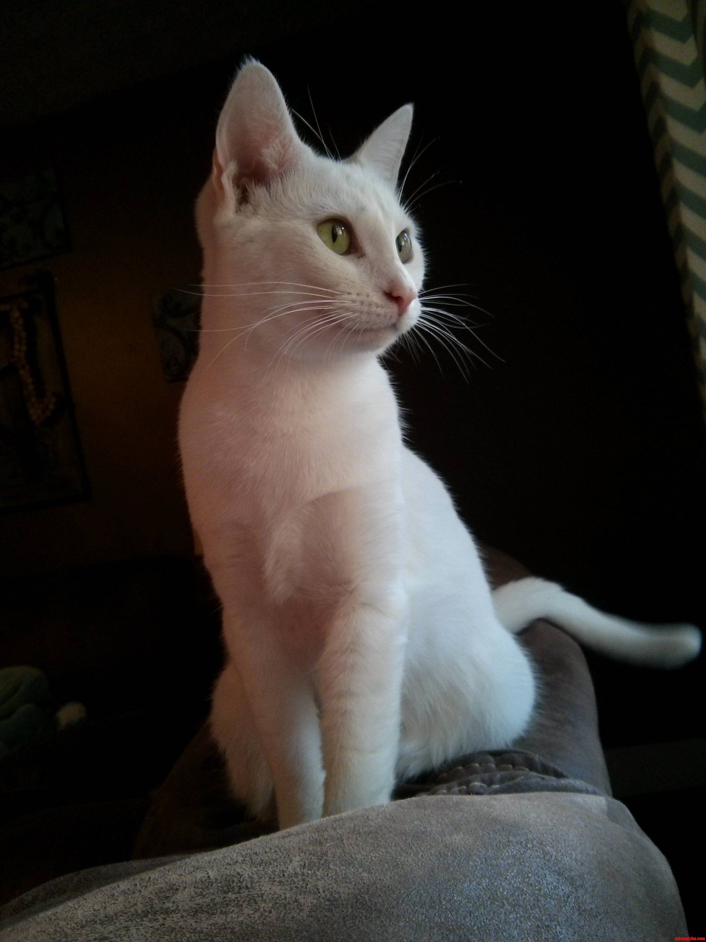 Here Meet Sophie