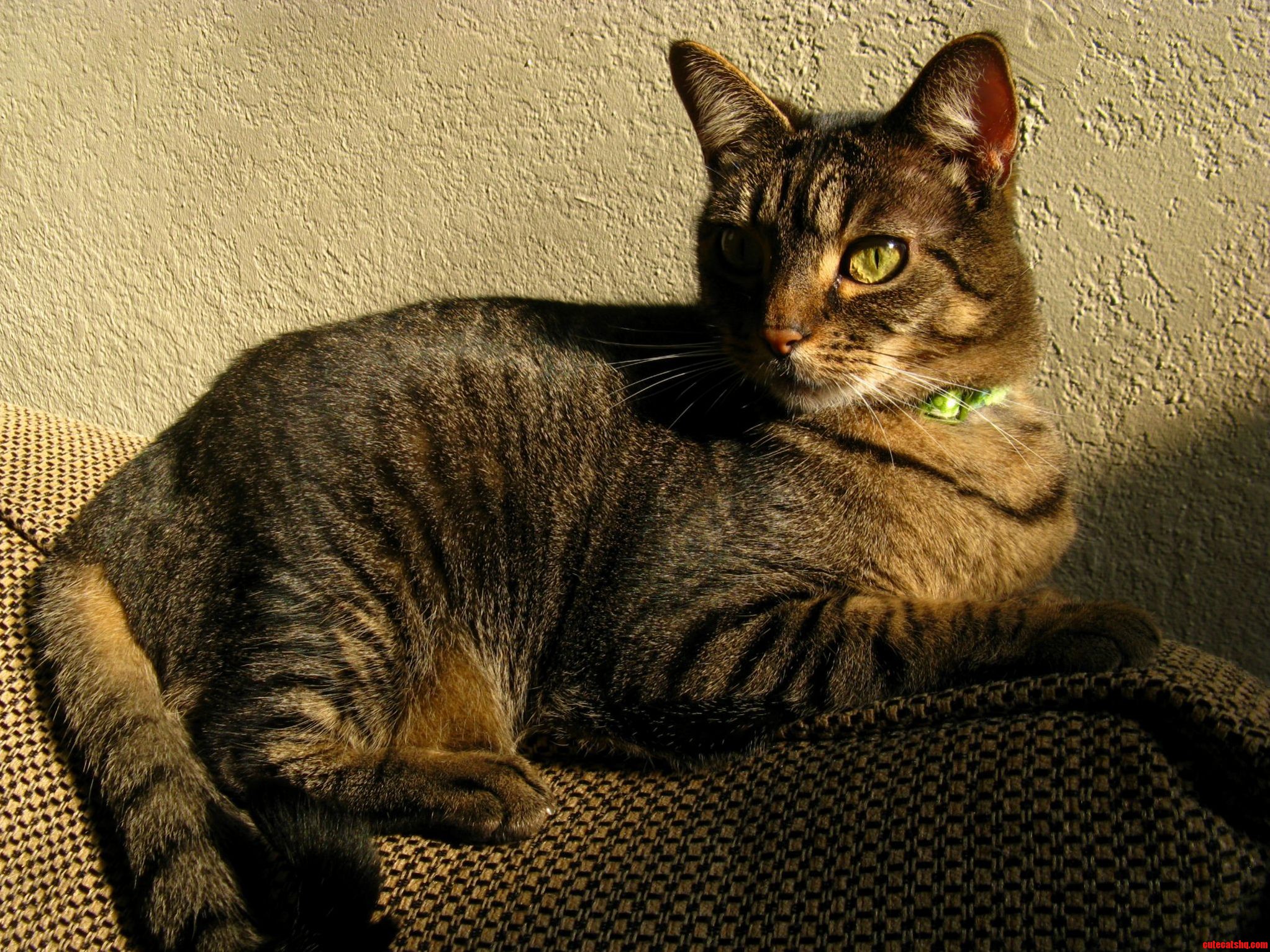 Heres My Beautiful Majestic Cat Janeway.