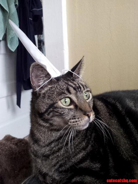 Heres My Cat Wearing a Unicorn Horn.
