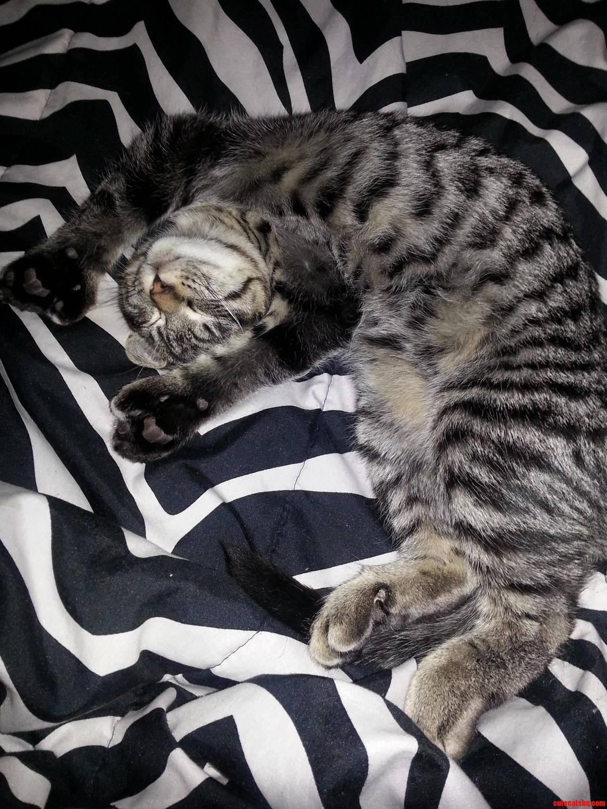 Heres Nubs He Hogs the Bed