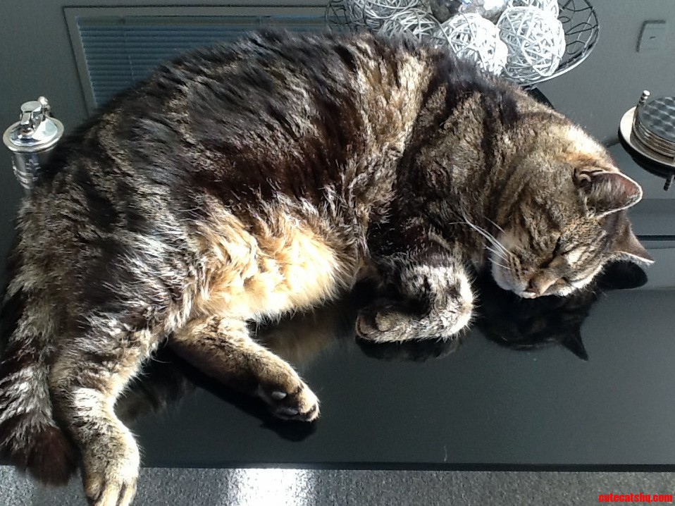 Hes a Fatass but I Love Him. Meet Willy