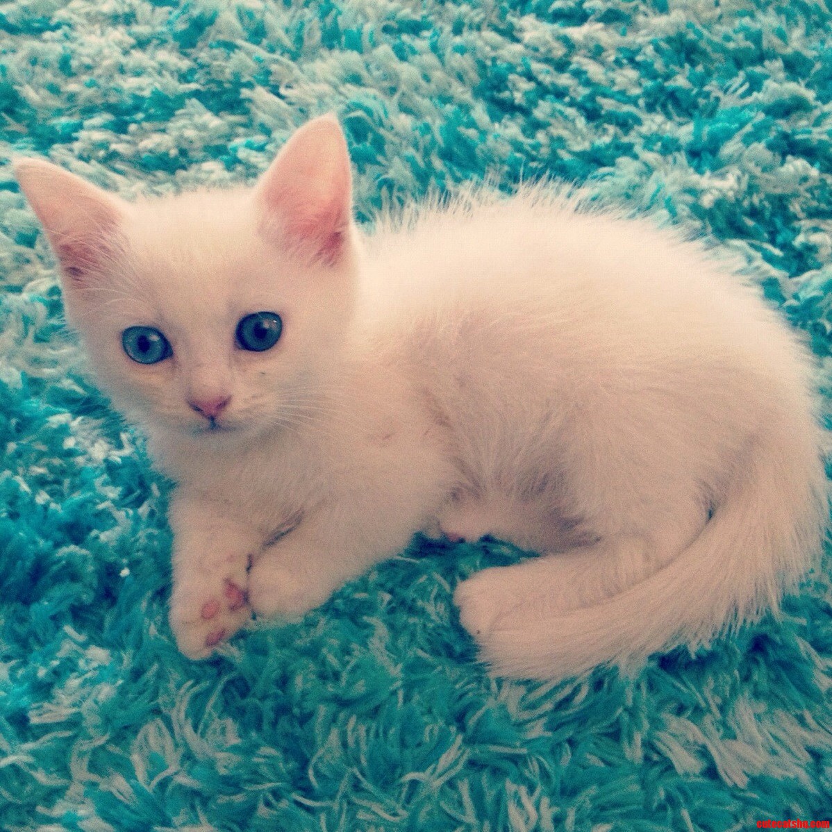 Hes So Fluffy.