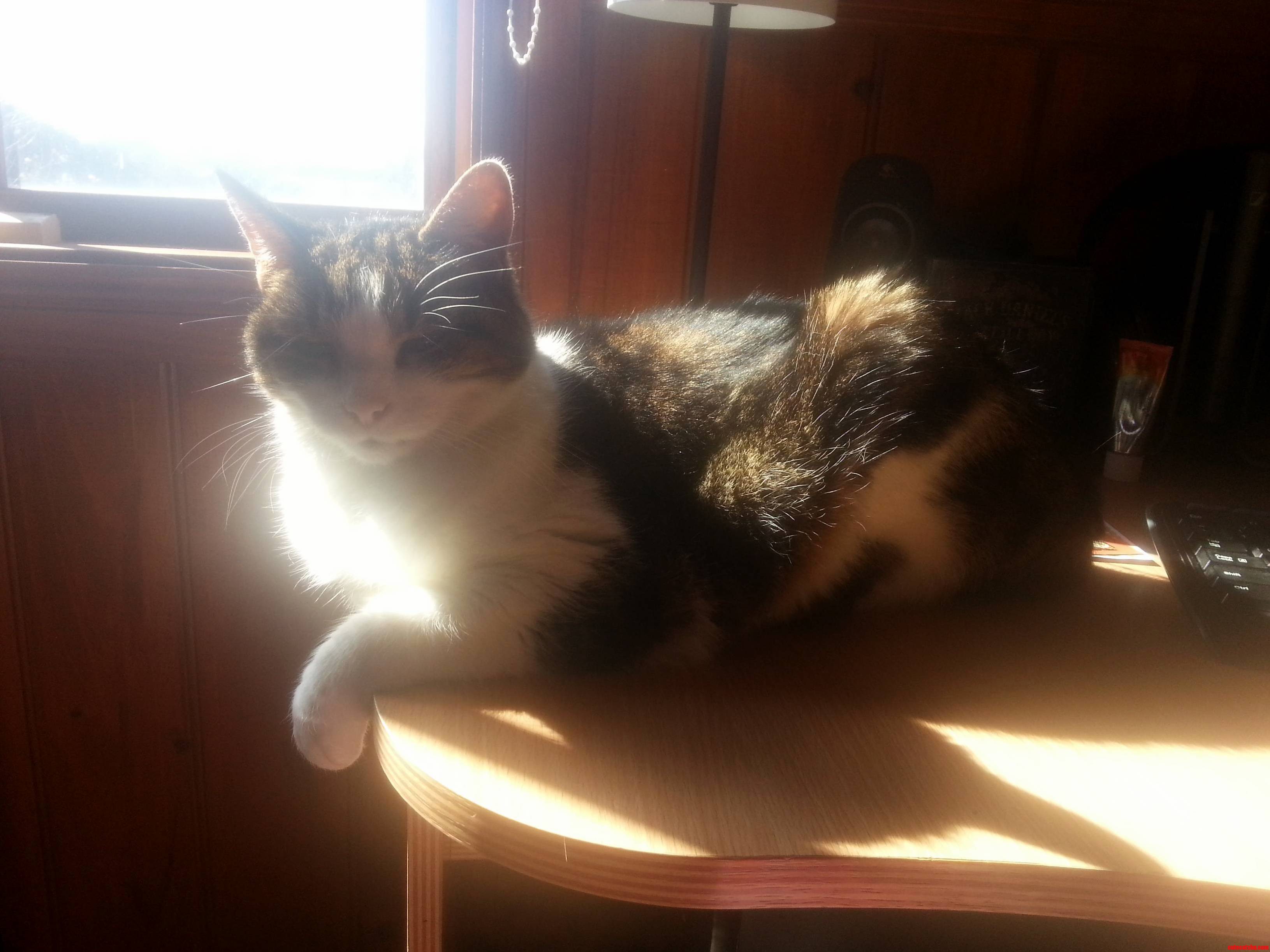 Hes the Most Interesting Cat in the World
