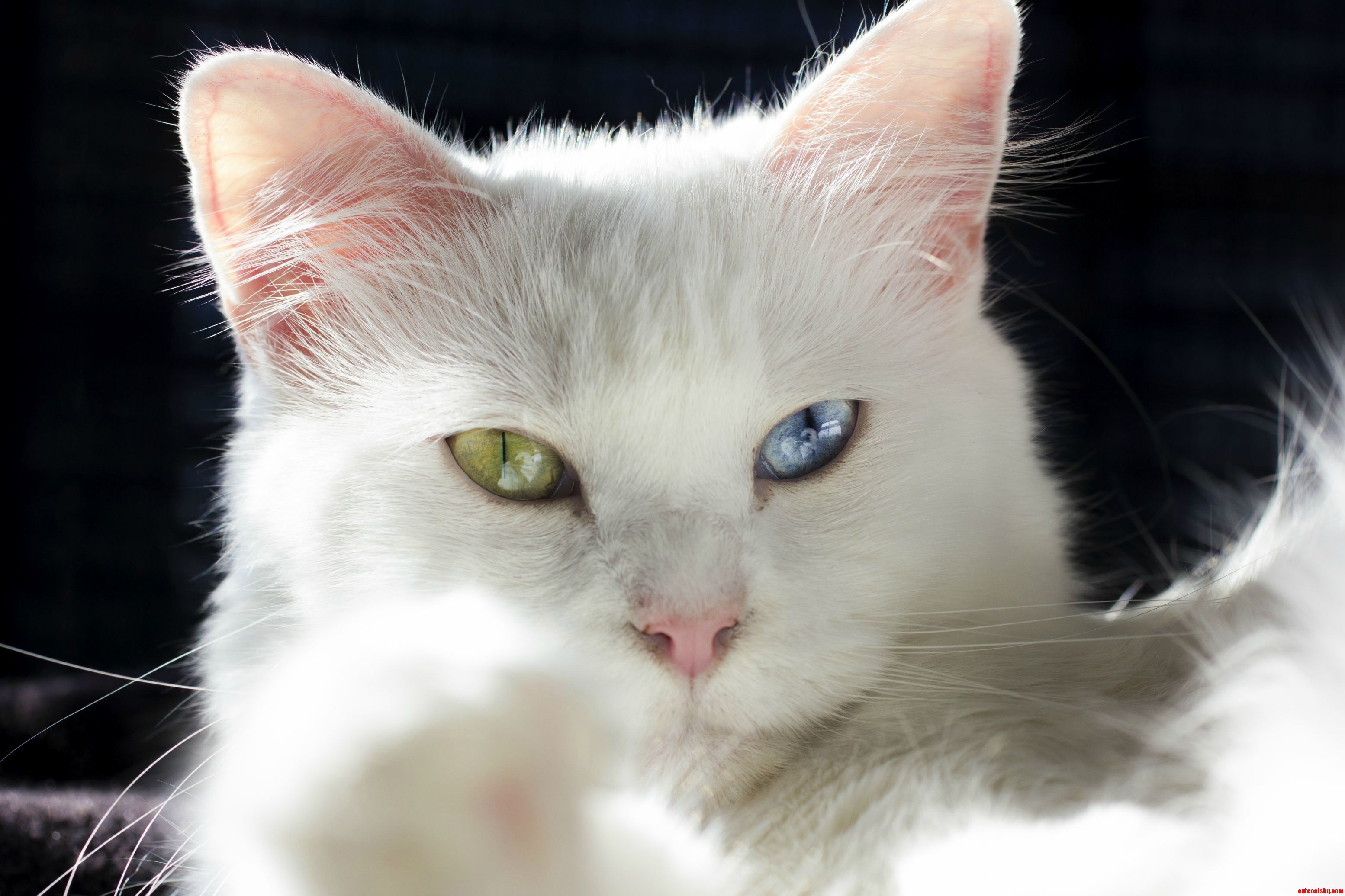 Heterochromia Iridum Two Different Eye Colors in Natural Light