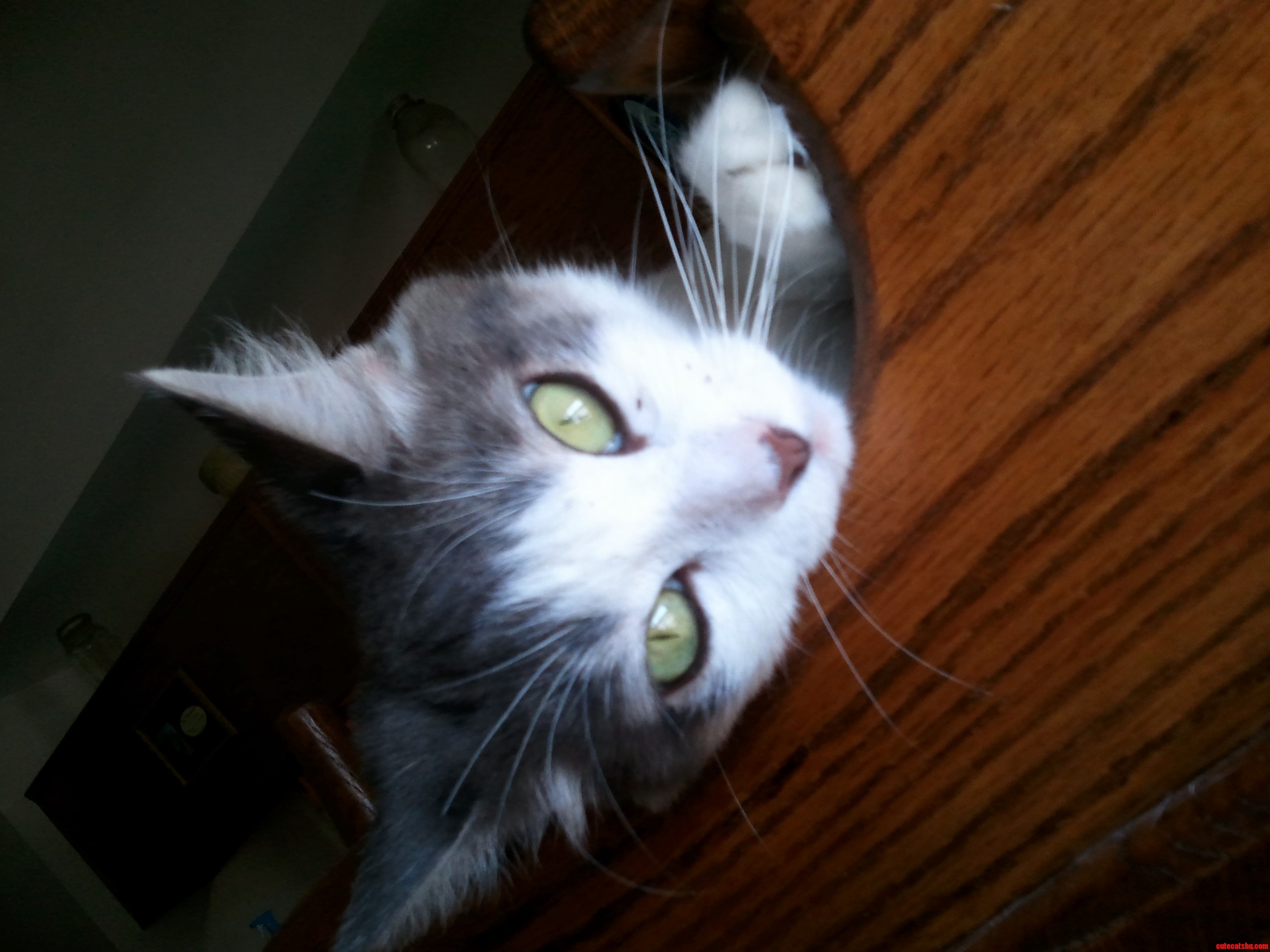 Hey Mom Gimme Some Fancy Feast