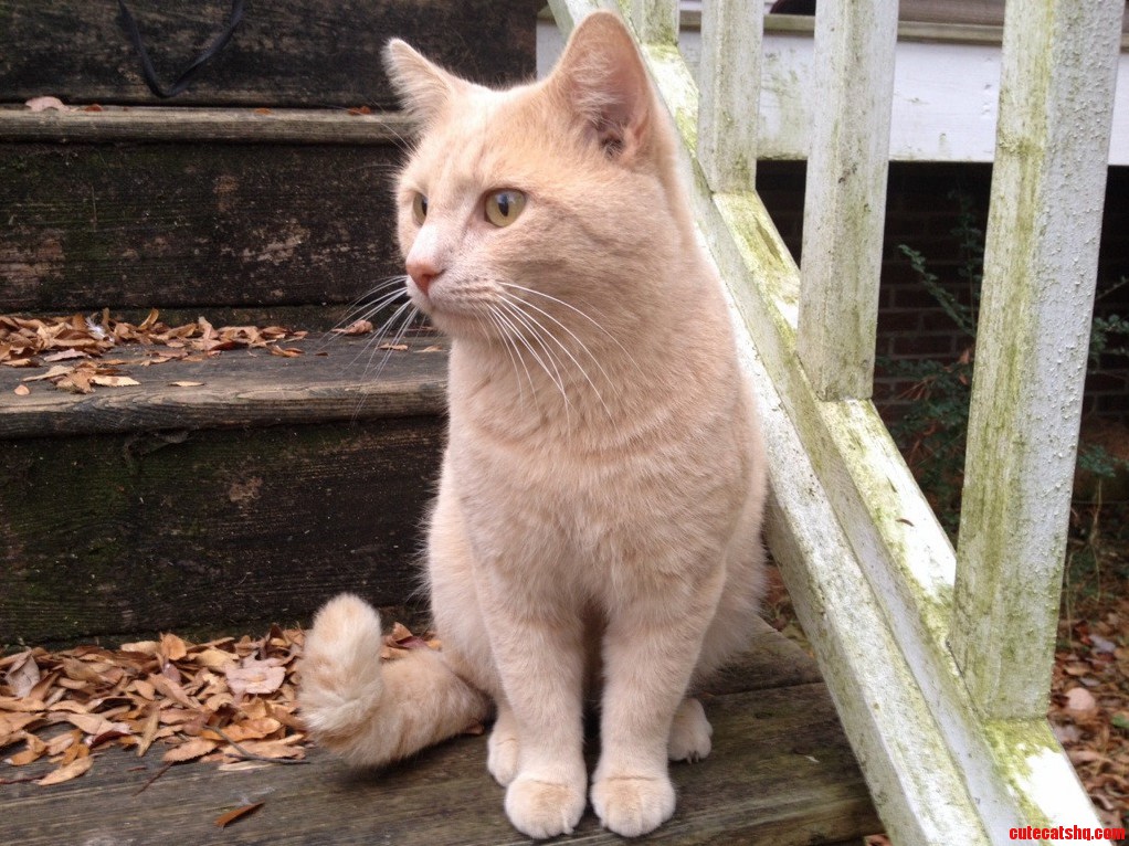 Hey Thought You Might Want to Meet Liono Lord of the Thunder Cats