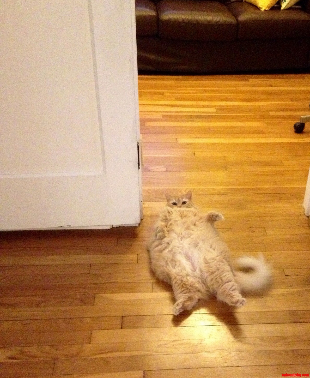 Hi . My Cat Has What You Would Call a Bit of a Weight Problem
