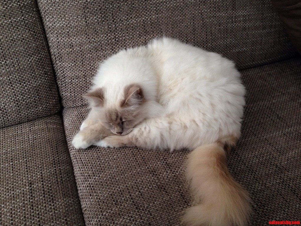 Hi Meet Zo the Sweetest and Laziest Cat Ever