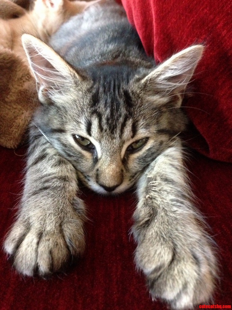 Hi There. My Name Is Dash and I Want to Know Why You Just Woke Me Up