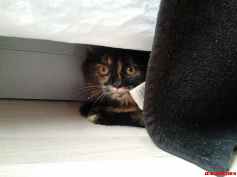 Hiding
