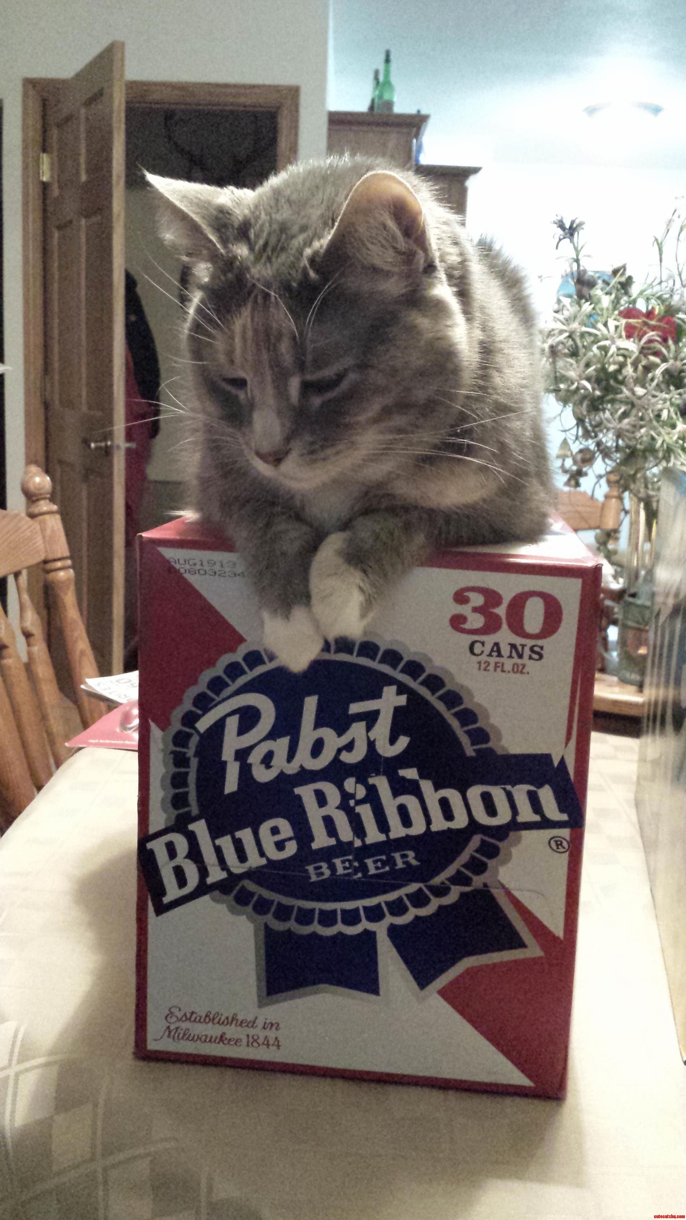 Hipster Kitty Drinks Pbr