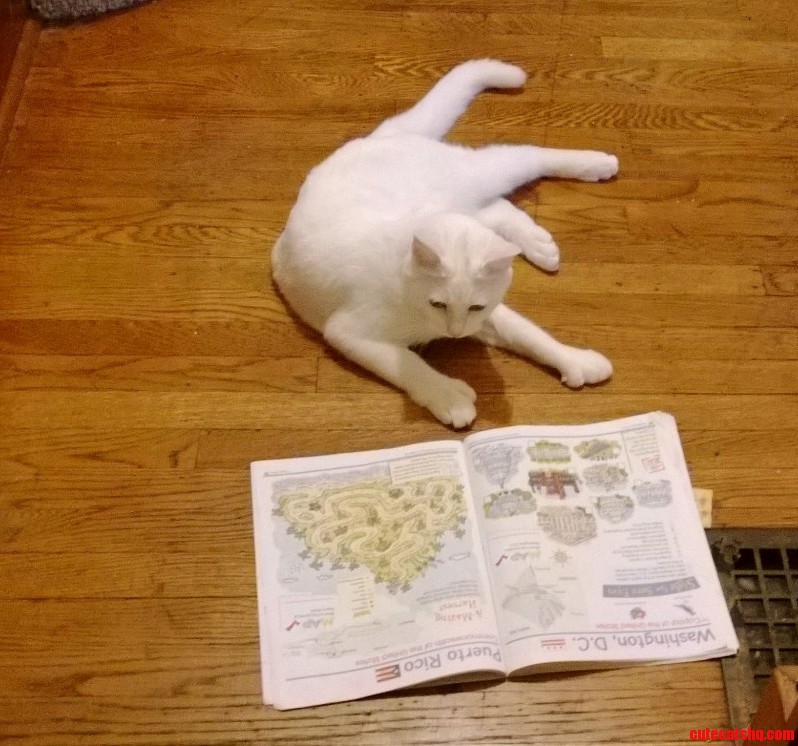 His Ability to Use Thumbs Leads to Dreams of World Conquest