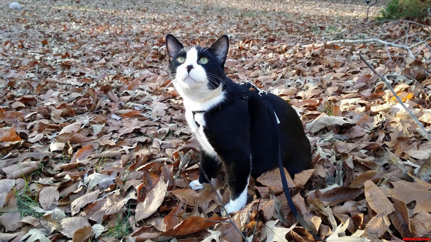 His First Fall He Loves Leaves.