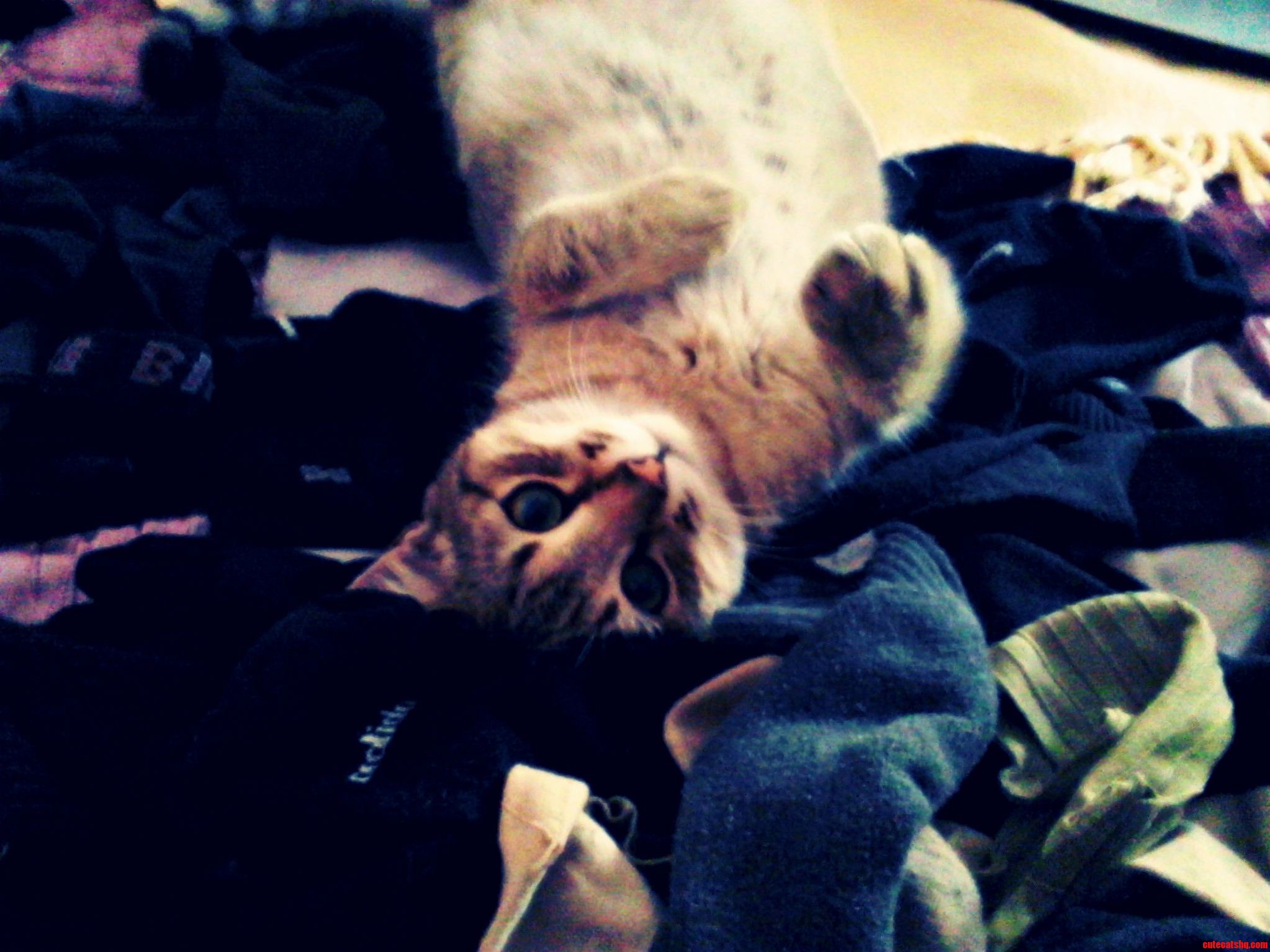 His Name Is Miko