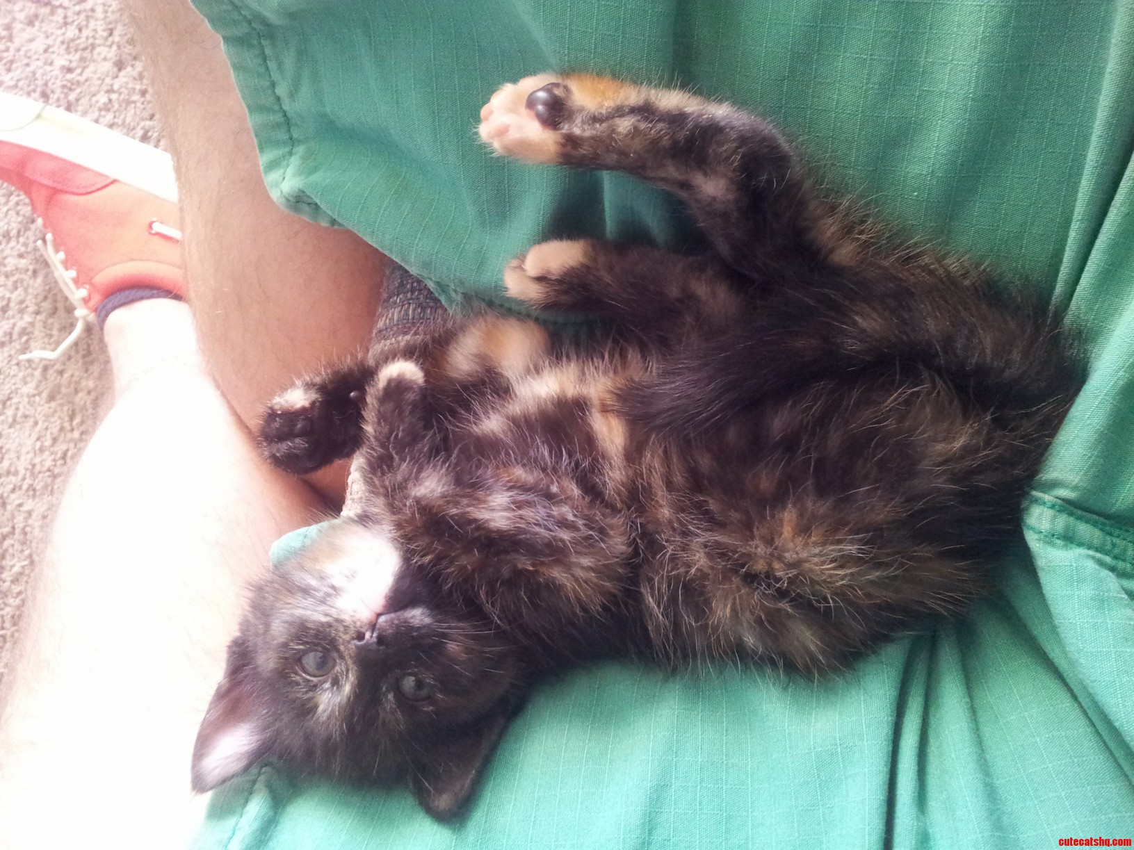 How Am I Supposed to Do Anything with This on My Lap