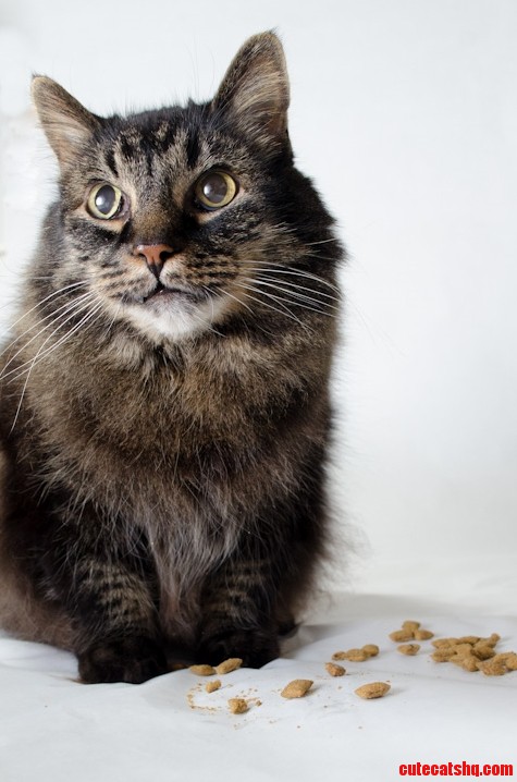 How Do You Get a Kitty to Pose for a Picture