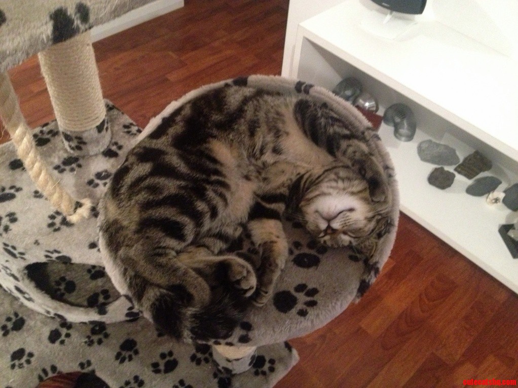 How My Cat Sleeps