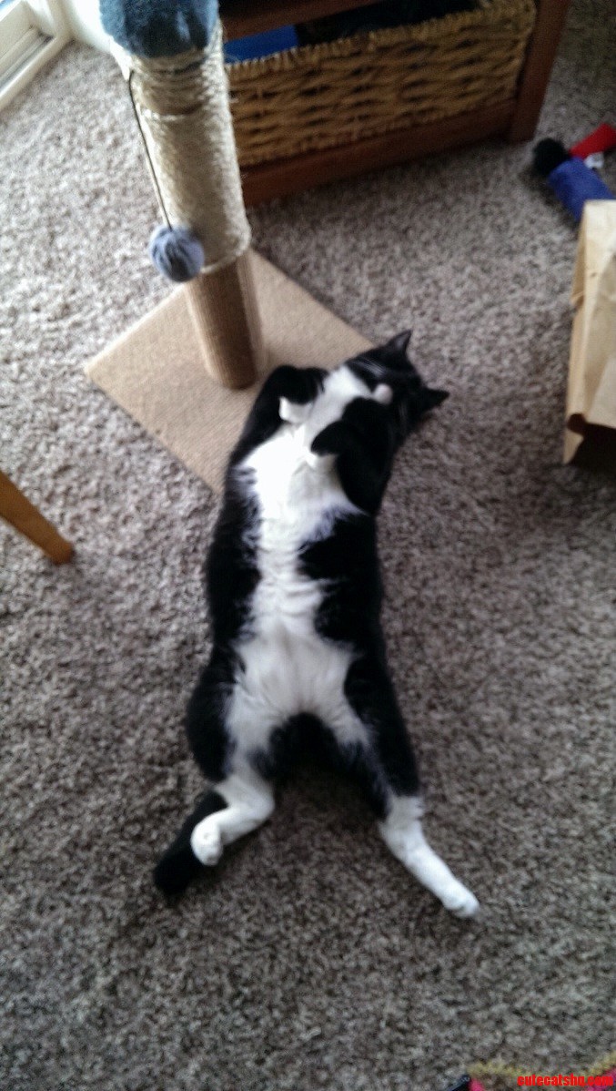 How My Grandparents Cat Sleeps