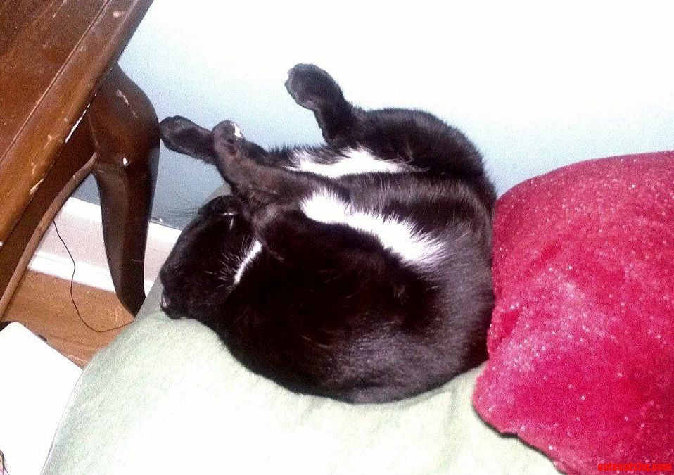 How My Little Weirdo Sleeps