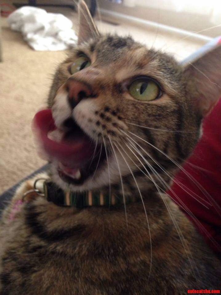 Howabout a Little Tongue