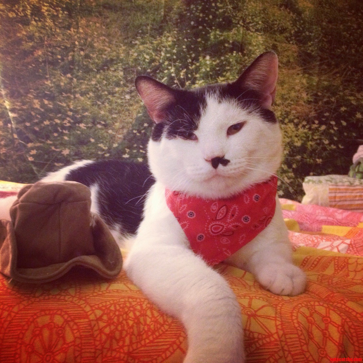 Howdy Y All