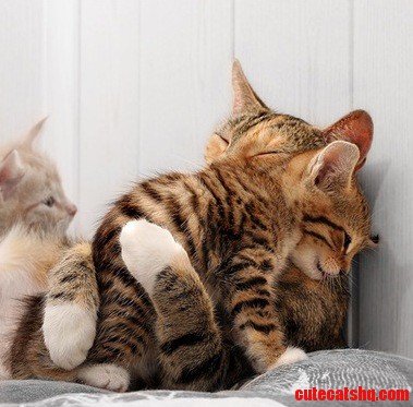 Hug It Out Kitty