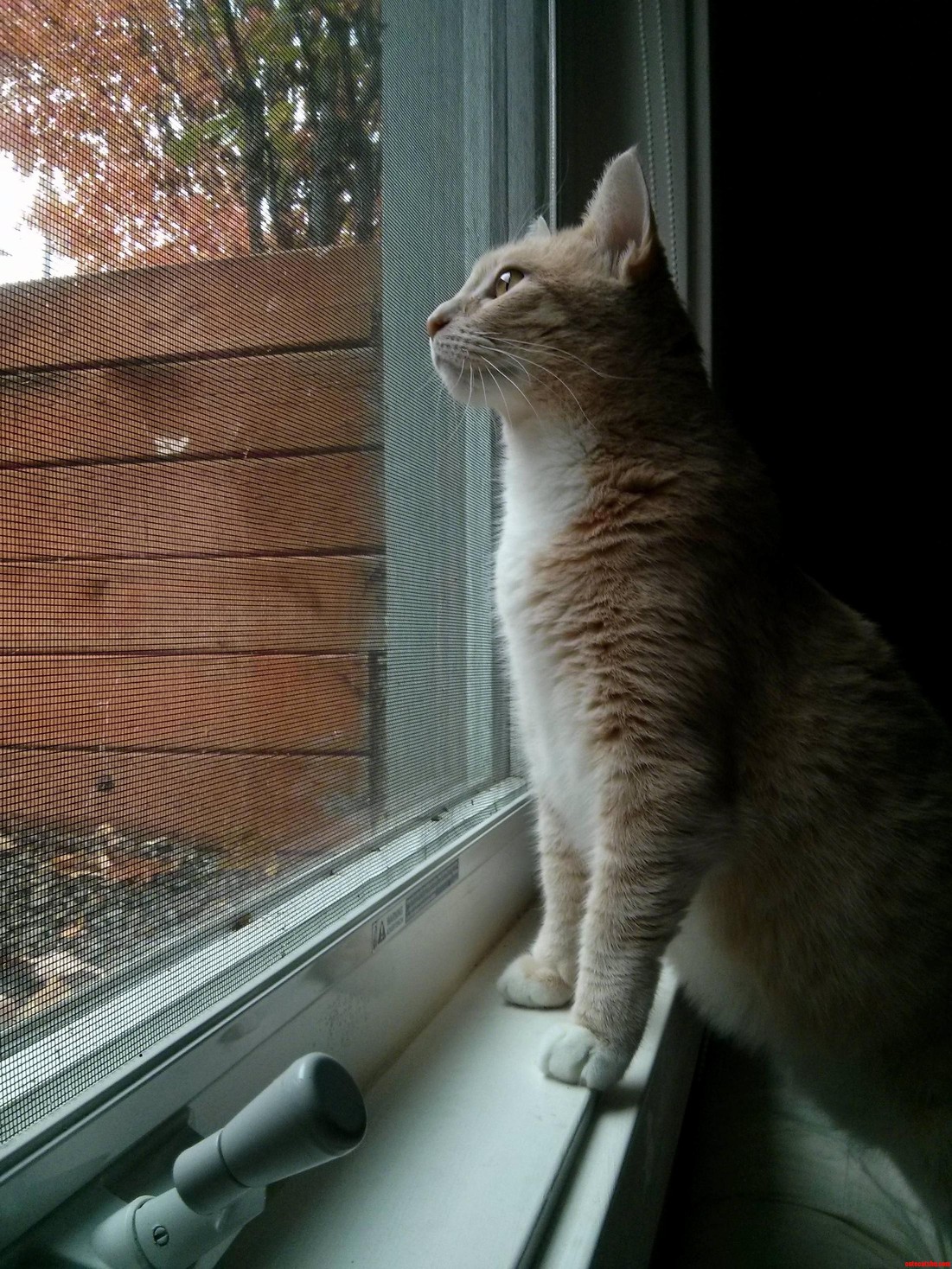 Huntress in Captivity