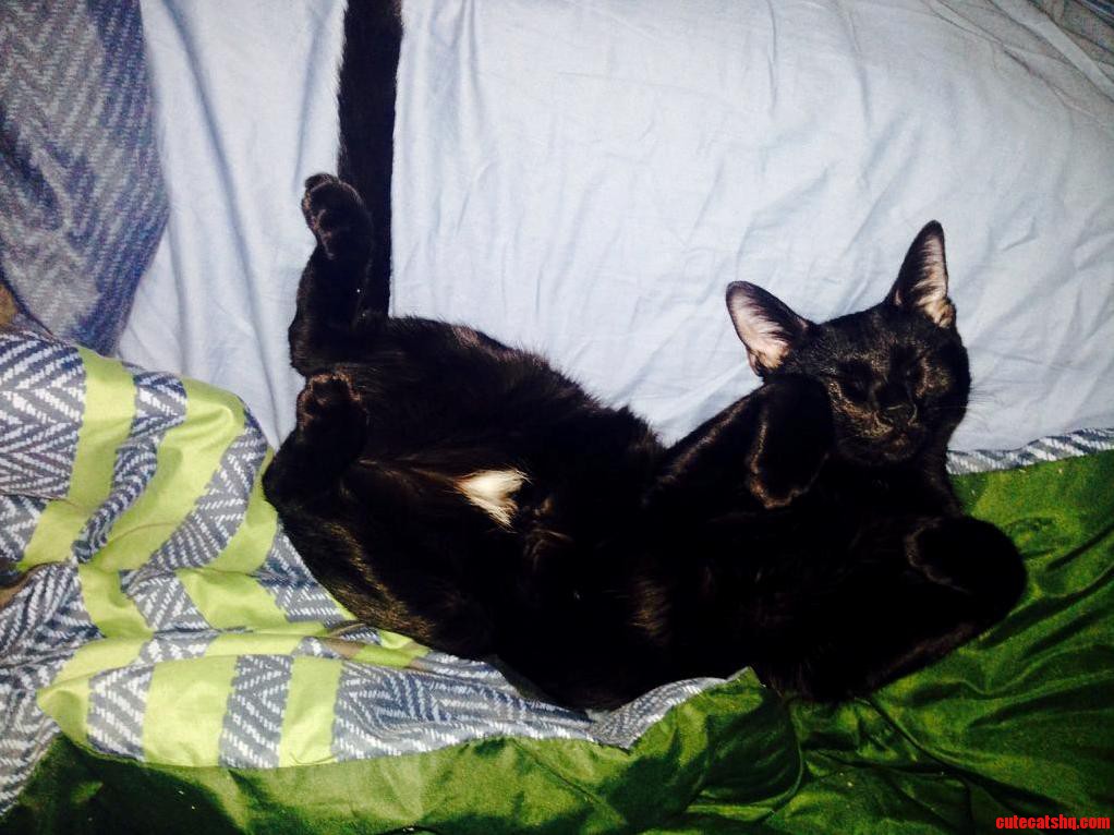 I Adopted the Sweetest Black Cat