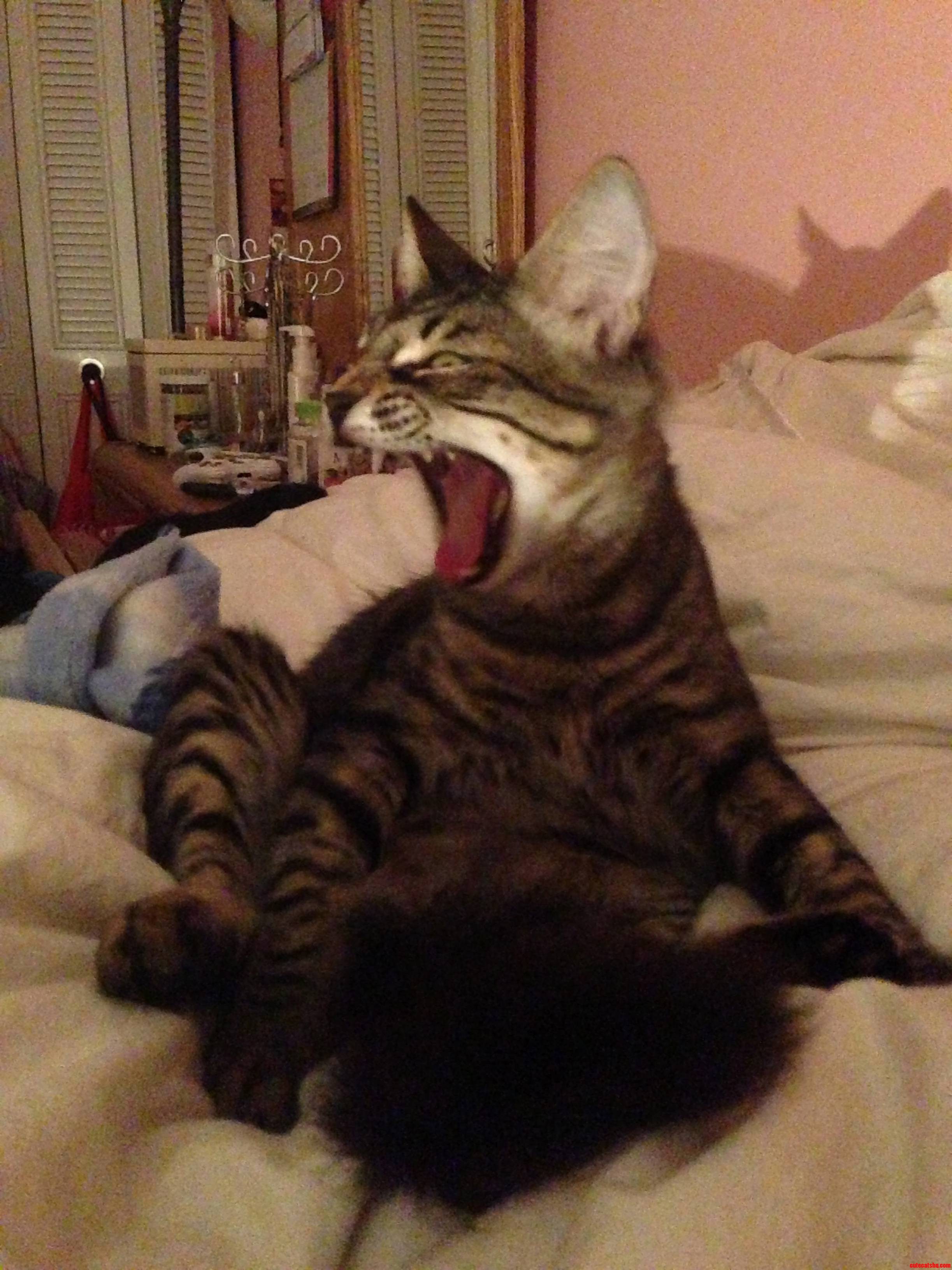 I Am Tigra Hear Me Roar