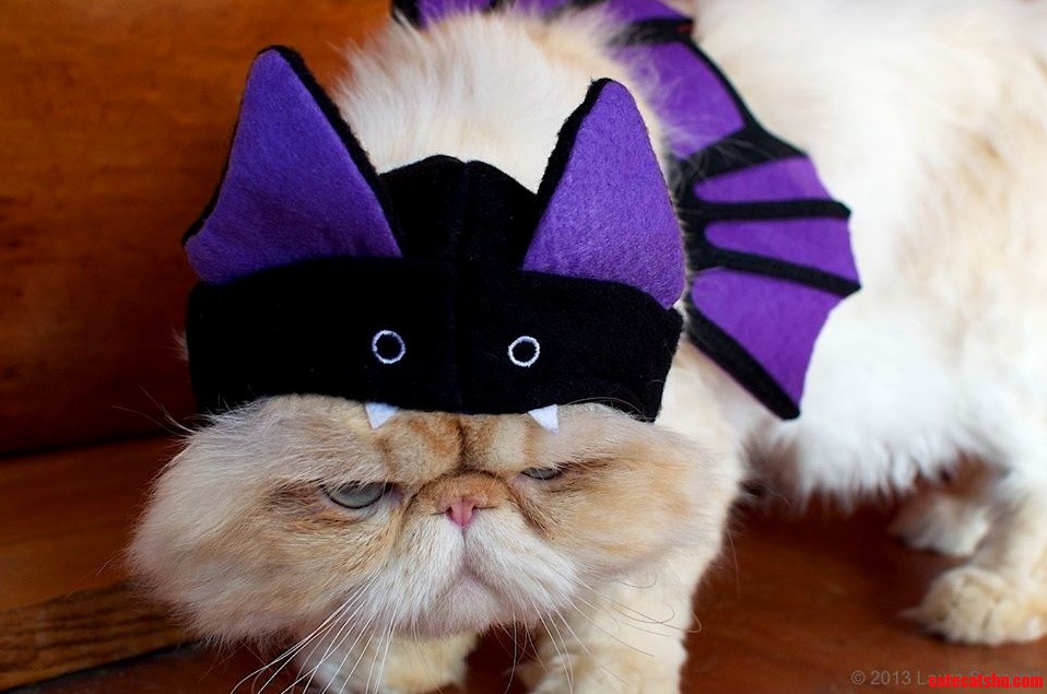 I Am Vengeance. I Am the Night. I Am Batcat.