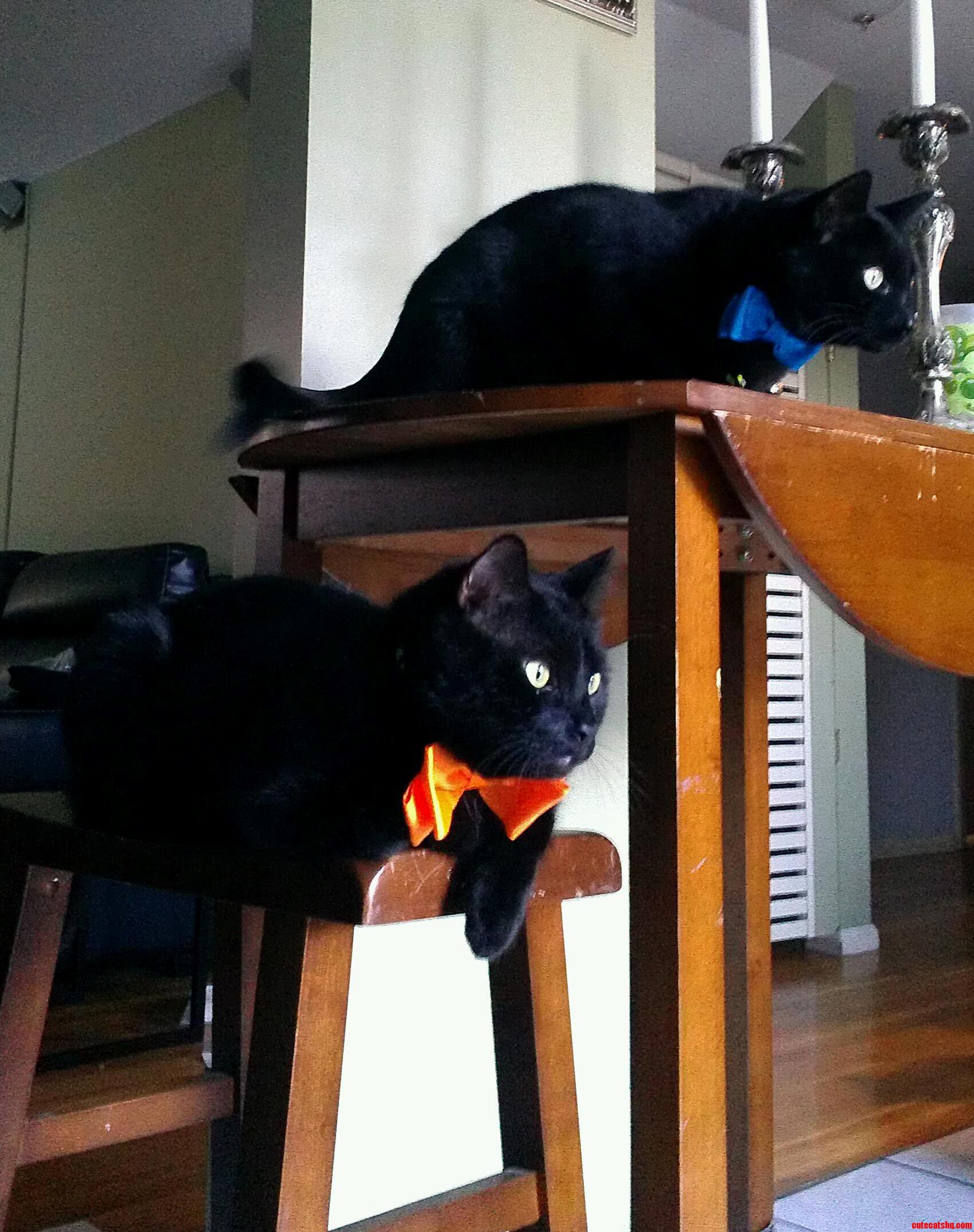 I Bought My Boys Some Bow Ties Today.