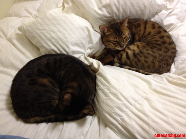 I Bought Myself...errr I Bought My Boys a New Down Comforter.