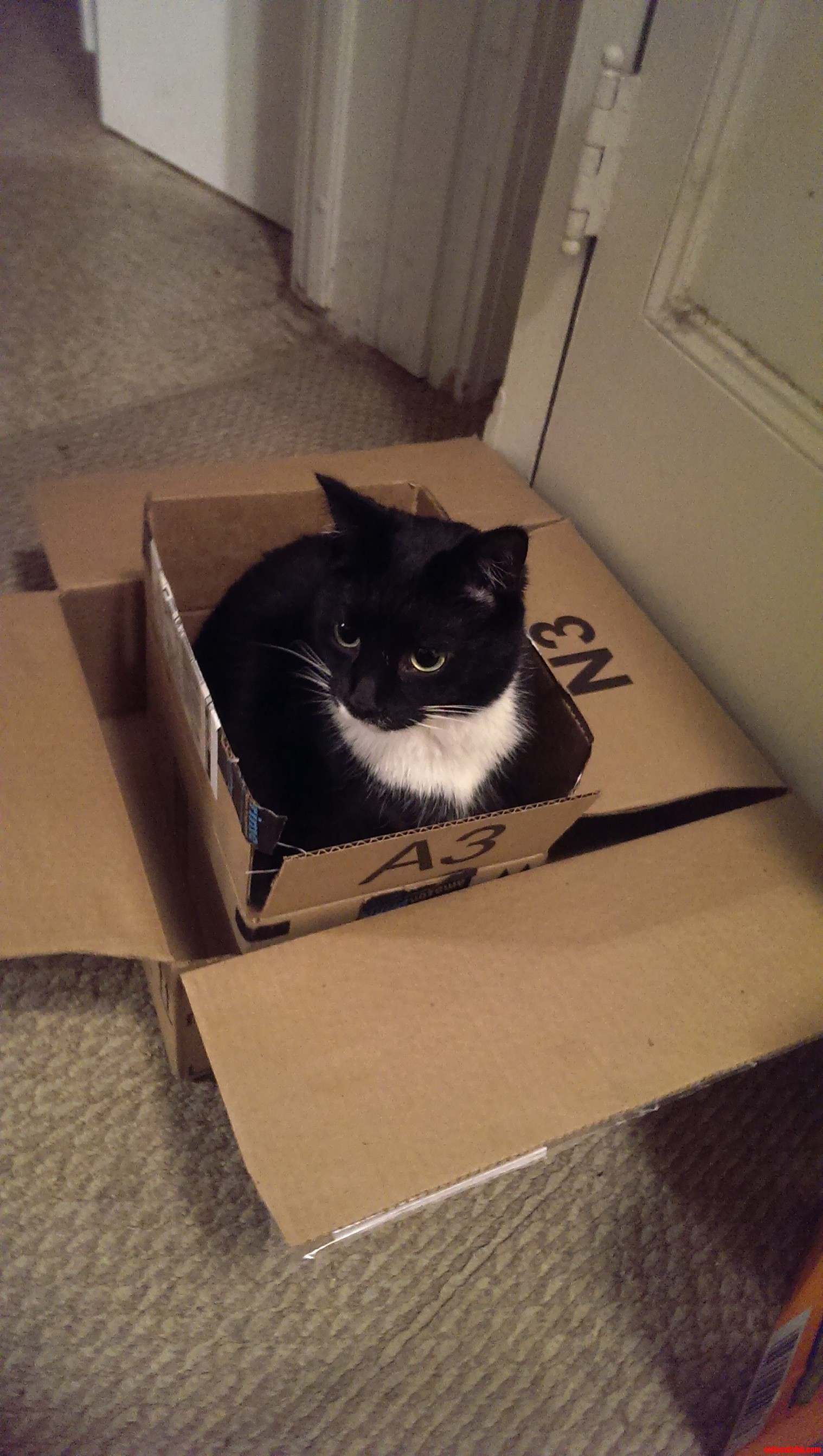 I Came Home to This. Boxception.