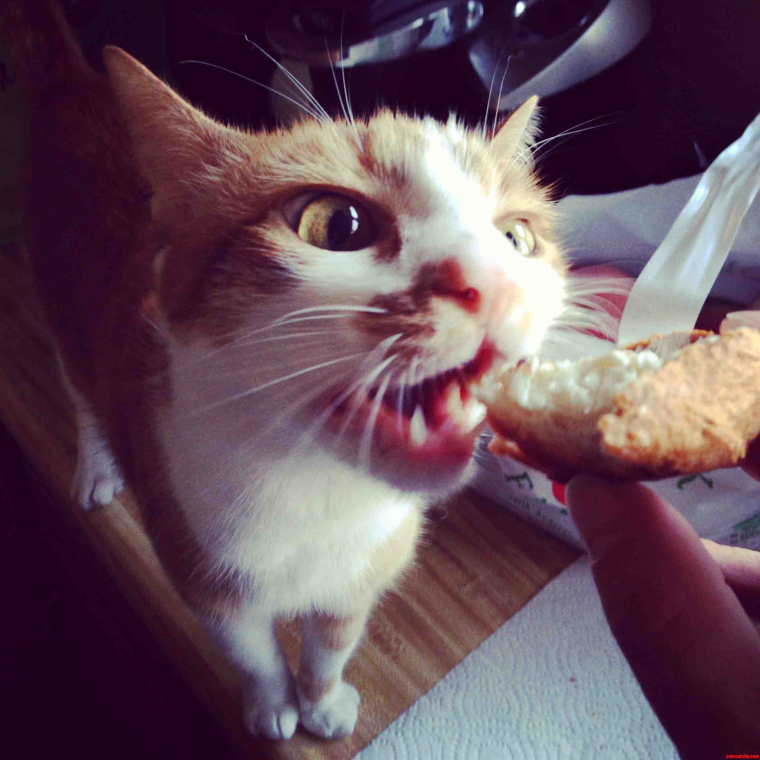 I Can Has Bagelz