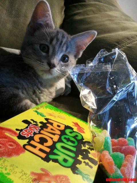 I Can Haz Candy