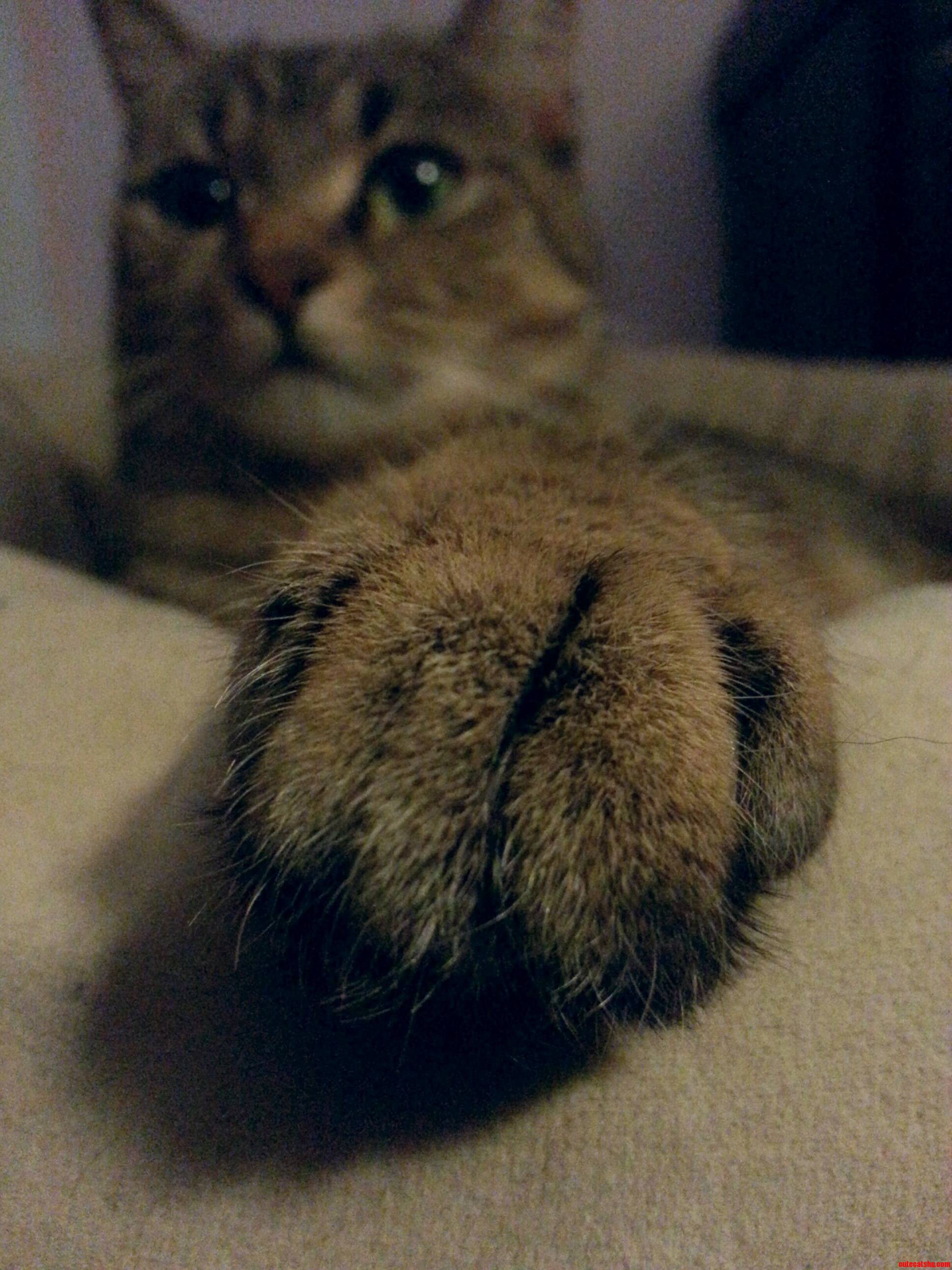 I Cant Get Enough of His Fuzzy Paws