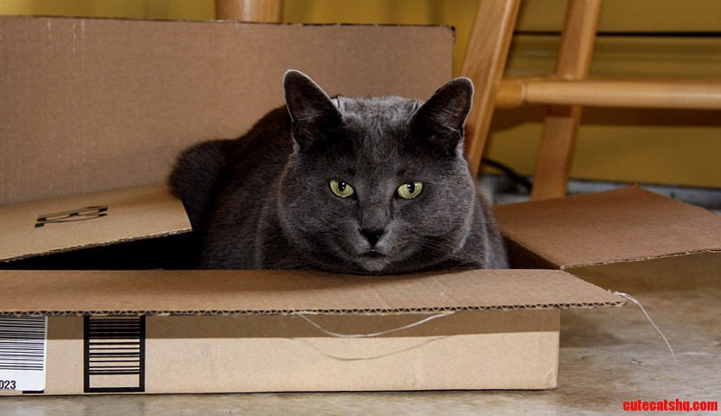 I Cant Tell If He Is Happy or Mad with the Size of the Box