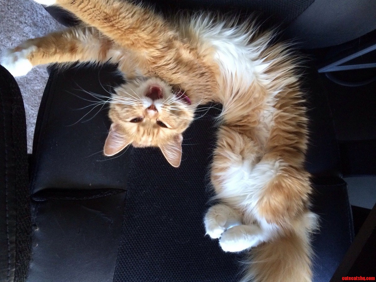 I Caught My Mangy Little Kitty Mid-yawn Today